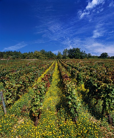 Summer flowers in Aux Guettes vineyard SavignylesBeaune Cote dOr France Cte de Beaune Premier Cru