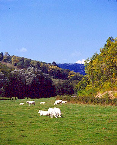 Charollais cattle  France  Bourgogne