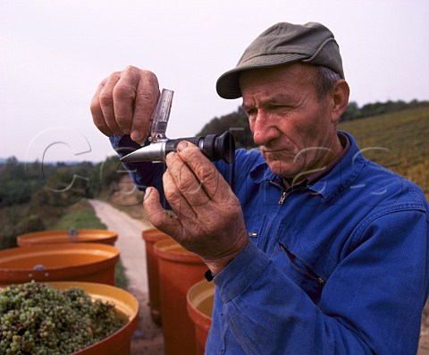 Squeezing the juice from a Savagnin grape onto a refractometer to measure the  potential alcohol  ChteauChalon Jura France  AC ChteauChalon