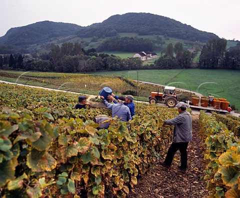 Harvesting Savagnin grapes in vineyard above the River Seille near Voiteur Jura France   ChteauChalon