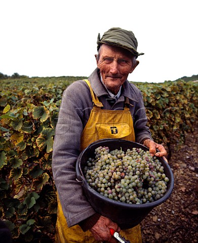 Xavier Grandvaux at age 89 harvesting Savagnin grapes in vineyard at Voiteur Jura France AC ChteauChalon