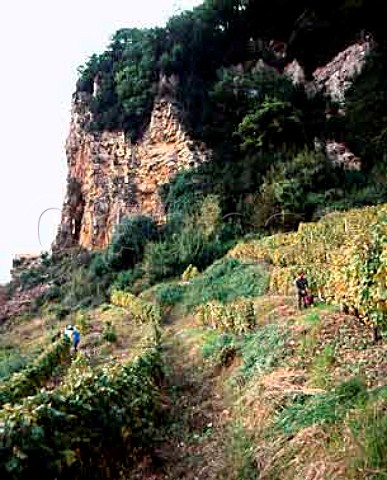 Harvesting Savagnin grapes in vineyard of   JeanPierre Salvadori known as Les Terraces des Puits StPierre high up on the steep slopes below the village of Chateau Chalon Jura France
