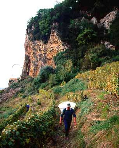 Harvesting Savagnin grapes in vineyard of   JeanPierre Salvadori carrying hod  known as Les Terraces des Puits StPierre  high up on the steep slopes below Chteau Chalon Jura France  ChteauChalon