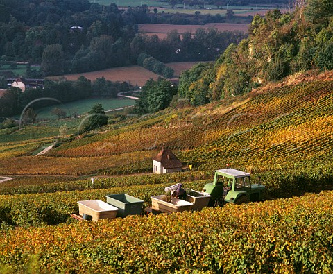 Harvesting Savagnin grapes in Clos Bacchus vineyard at MentruleVignoble Jura France  ChteauChalon