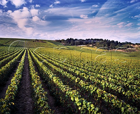 Vineyards at La CellesousChantemerle Aube France   Champagne  Ctes de Szanne