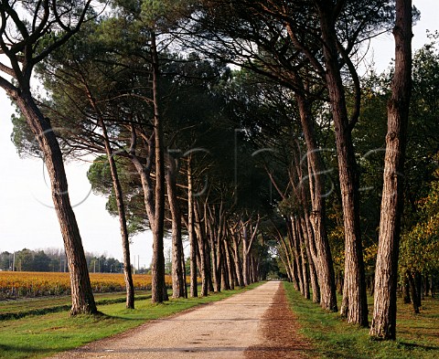 Avenue of pine trees on the drive of Chteau Belgrave StLaurent Gironde France  HautMdoc  Bordeaux