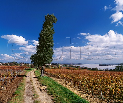 Autumnal vineyards above the Dordogne River near Bourg Gironde France Ctes de Bourg  Bordeaux 