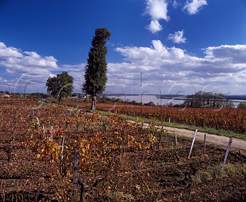 Autumnal vineyards above the Dordogne River near   Bourg Gironde France Ctes de Bourg  Bordeaux 