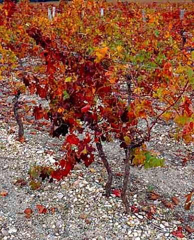Autumnal vines on gravel soil at Chteau la   Louvire Lognan Gironde France   PessacLognan  Bordeaux