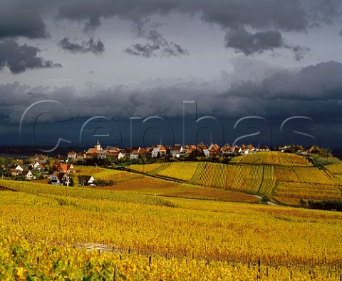 Stormy sky over village of Zellenberg and its autumnal vineyards HautRhin   France   Alsace