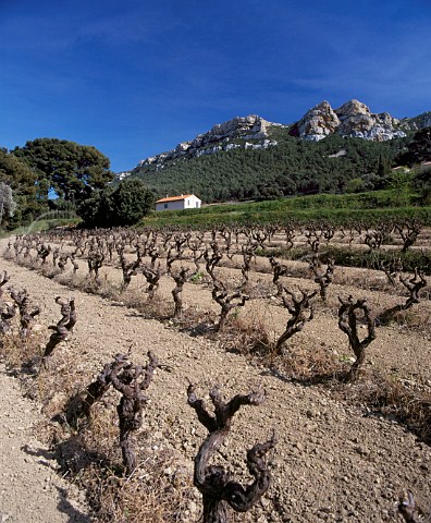 Vineyard in early spring near Cassis   BouchesduRhne France   AC Cassis