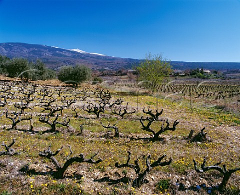 Vineyard in the early spring with Mont Ventoux 1909m in distance SteColombe Vaucluse France Ctes du Ventoux