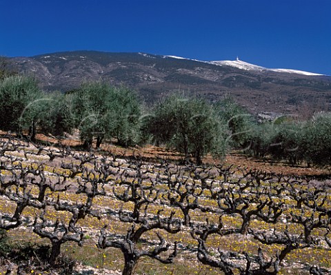 Vineyard and olive grove in the early spring with  Mont Ventoux 1909m beyond   SteColombe Vaucluse France AC Ctes du Ventoux