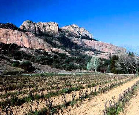 Vineyard below the Massif des Maures Var France    AC Cotes de Provence
