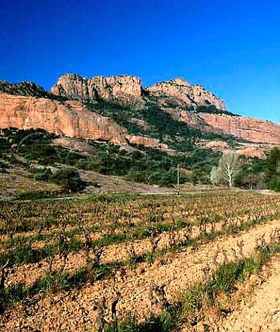 Vineyard below the Massif des Maures Var France    Ctes de Provence