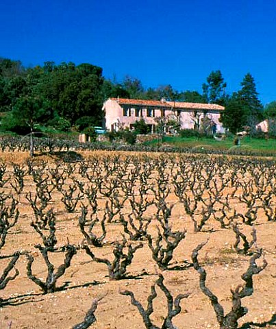Vineyard in early spring near Cogolin Var France    Ctes de Provence