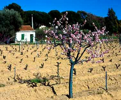 Early spring blossom on tree in vineyard at   BormeslesMimosas Var France AC Cote de Provence