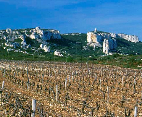 Vineyard of Chteau de Calissanne in the early   spring      LanondeProvence BouchesduRhne    France    AC Coteaux dAixenProvence