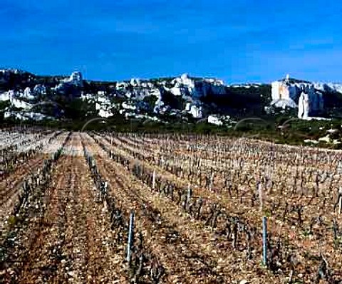 Vineyard of Chateau de Calissanne in the early Spring LanondeProvence BouchesduRhone France   AC Coteaux dAixenProvence
