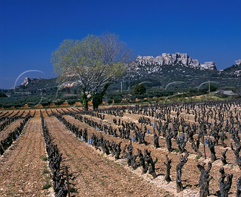 Vineyard of Mas SteBerthe in early spring with the medieval citadel of Les BauxdeProvence in distance BouchesduRhne France Les Baux de Provence