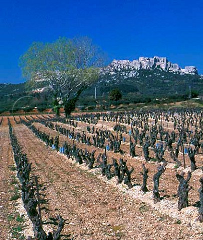 Vineyard of Mas SteBerthe with the medieval citadel   of Les BauxdeProvence beyond      BouchesduRhne France   Les BauxdeProvence