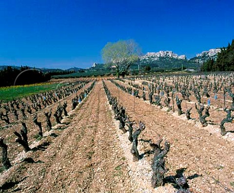 Vineyard of Mas SteBerthe with the medieval citadel   of Les BauxdeProvence in the distance      BouchesduRhne France   Les BauxdeProvence