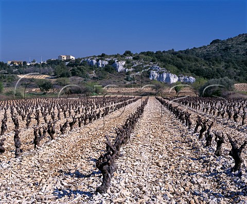 Vineyard on limestone soil at Lirac Gard France  Lirac