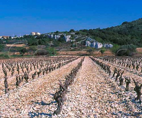 Vineyard on the the white stoney soil of Lirac   Gard France  AC Lirac