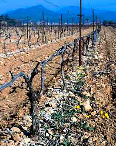 Vineyard of Mas Jullien Jonquieres Herault   France  Coteaux du Languedoc