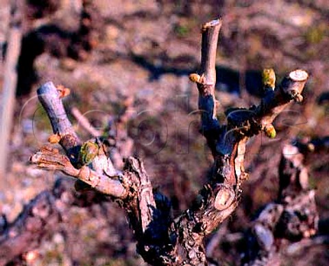 Bud break late March in vineyard of Mas Jullien   Jonquieres Herault France Coteaux du Languedoc