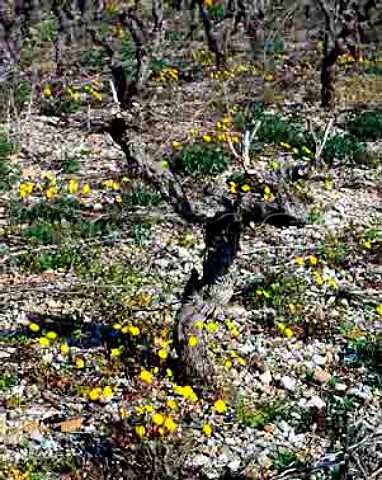 Early Spring flowers in vineyard at Jonquieres   Herault France Coteaux du Languedoc