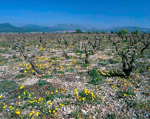 Early spring flowers in vineyard at Jonquires    Hrault France   Coteaux du Languedoc
