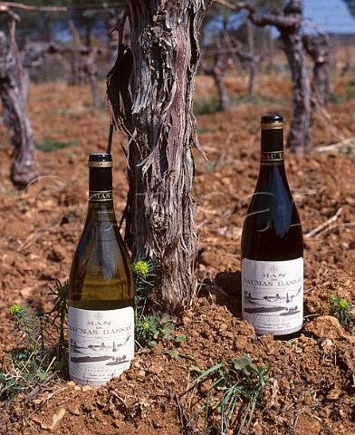 Bottles of Mas de Daumas Gassac red and white wine by one of the original Cabernet Sauvignon vines planted 1972 in the unique red soil of the property   Aniane Hrault France