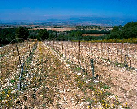Viognier vineyard in early spring  Mas de Daumas Gassac Aniane Hrault France  Vin de Pays dOc