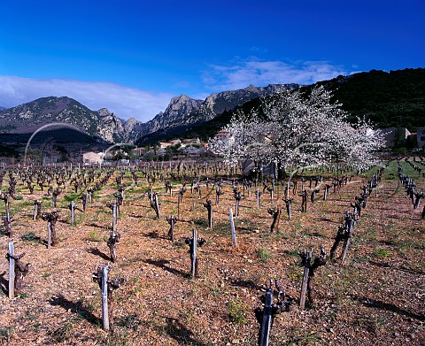 Early Spring in vineyard at Tarassac with the Monts   de lEspinouse beyond Herault France
