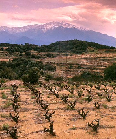 Vineyard near Arboussols with the Massif de Canigou   beyond  PyrnesOrientales France   Ctes du Roussillon
