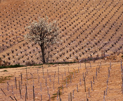 Vineyard in the early spring near Caramany  PyrnesOrientales France   AC Ctes du RoussillonVillages