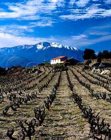 Vineyard in the hills above Vinca with the   Massif de Canigou 2784m beyond   PyrnesOrientales France   AC Ctes du Roussillon