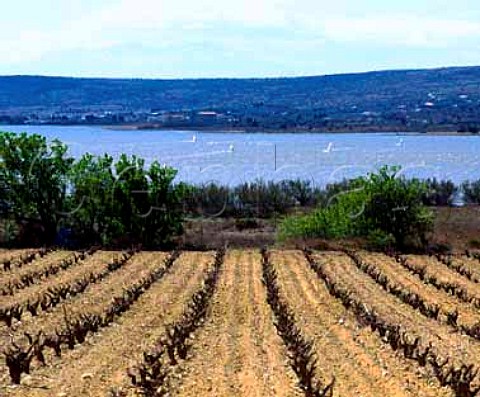 Vineyard on the shore of the Etang de Leucate   Windsurfing is a favourite pastime here due to the   strong winds Aude France   AC Fitou