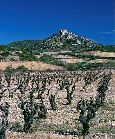 Vineyards in early Spring below the Cathar Chteau dAguilar Tuchan Aude France Fitou