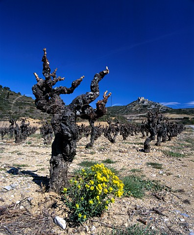 Vineyard in the early Spring with the Cathar Chteau dAguilar in the distance   Tuchan Aude France AC Fitou