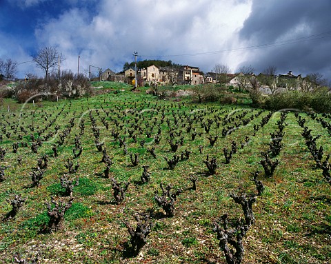 Vineyard in the early spring below the medieval village of Compeyre Aveyron France Ctes de Millau