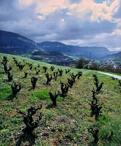 Spring vineyard at Compeyre with view along the Tarn Valley Aveyron France Ctes de Millau