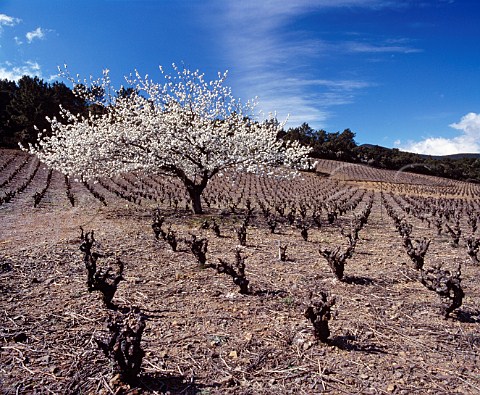 Early spring in vineyard near Berlou Hrault France StChinian