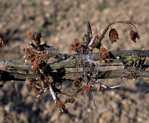 Spring frost damage in vineyard at MontleVignoble   near Toul Lorraine France    VDQS Ctes de Toul