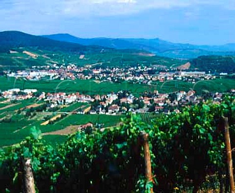 Pinot Gris vineyard of Domaine ZindHumbrecht on the hill of Rotenberg at Wintzenheim with Turckheim in distance  HautRhin France  Alsace