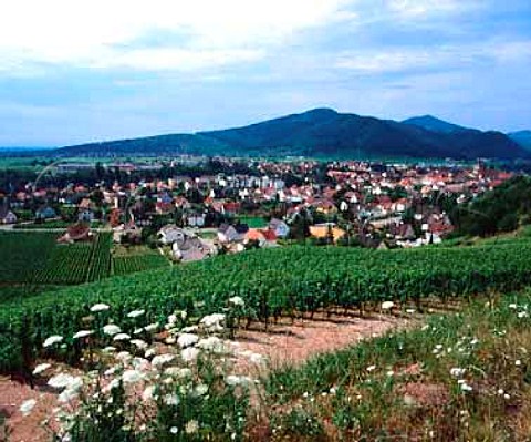 Riesling vines of Domaine ZindHumbrecht in the   Brand vineyard at Turckheim HautRhn France   Alsace Grand Cru