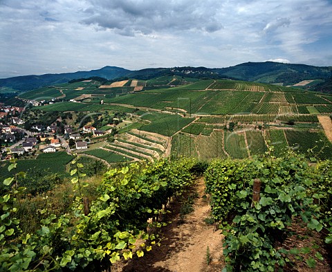 View from the Heimbourg vineyard down to Clos Jebsal   both Pinot Gris with the Brand vineyard Riesling   Grand Cru above    Domaine ZindHumbrecht   Turckheim HautRhin France  Alsace