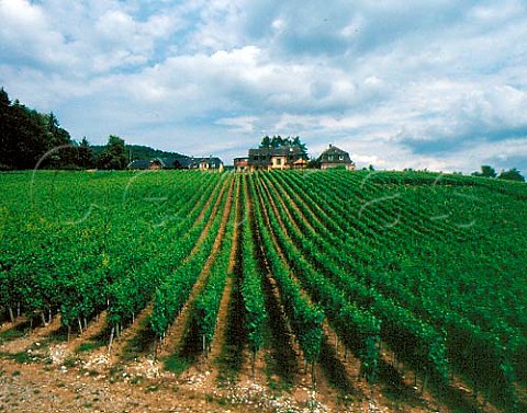 Clos Windsbuhl vineyard of Domaine ZindHumbrecht  planted with Pinot Gris Gewrztraminer and  Chardonnay  Hunawihr HautRhin France  Alsace