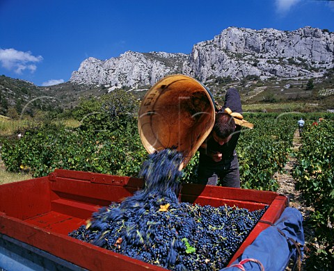 Harvesting Grenache grapes in vineyard at Tautavel PyrnesOrientales France     Ctes du RoussillonVillages  Rivesaltes